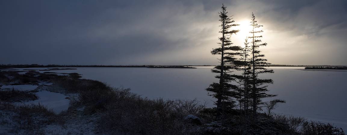 Two flag trees on the bank of a lake near Churchill, Manitoba