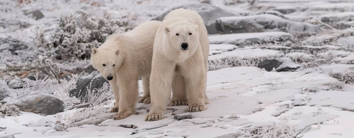 A mother polar bear and cub on land near Churchill
