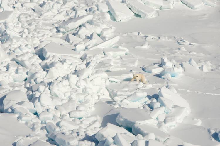 Bear on expansive sea ice