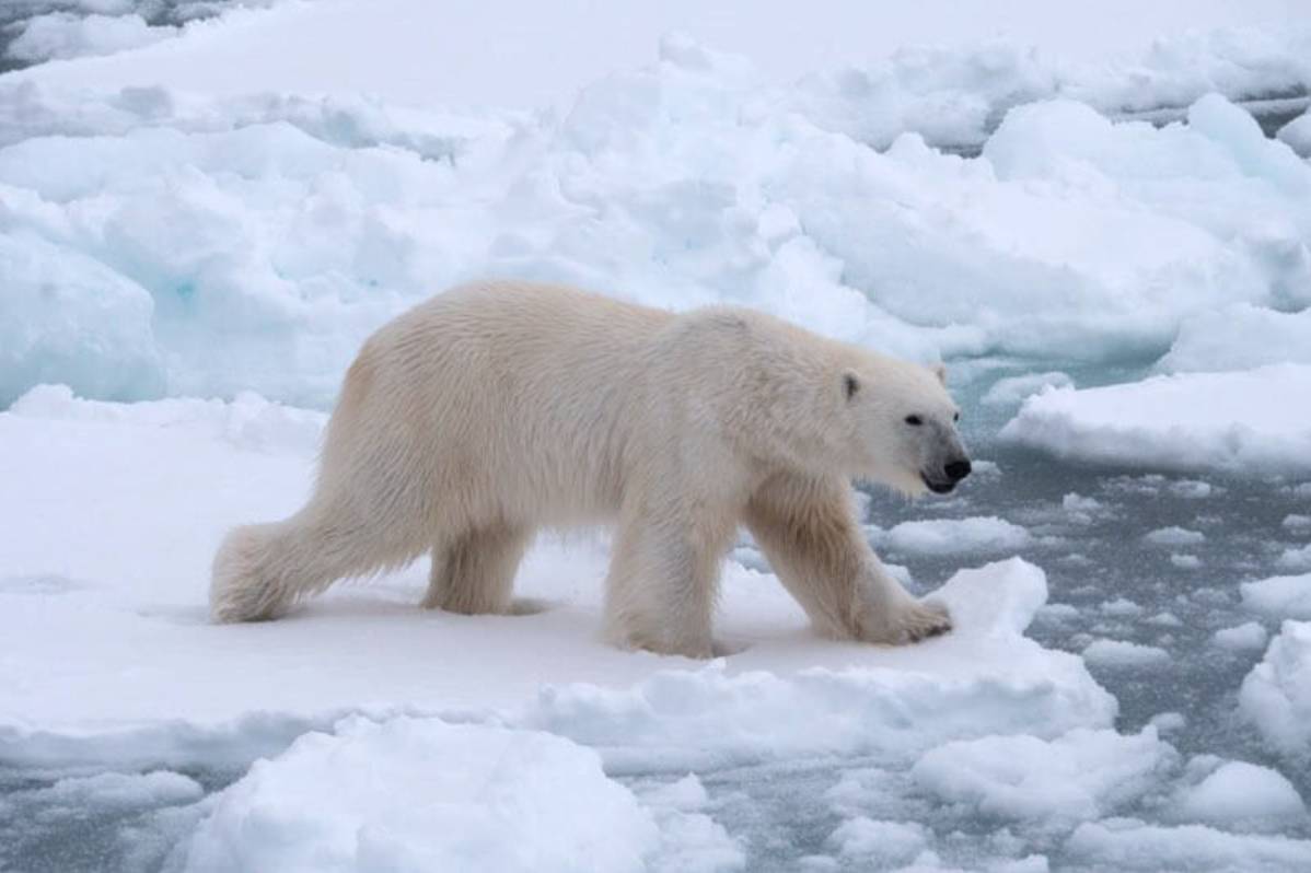 A lone polar bear strides across the sea ice