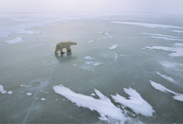 Polar bear walking across frozen ice
