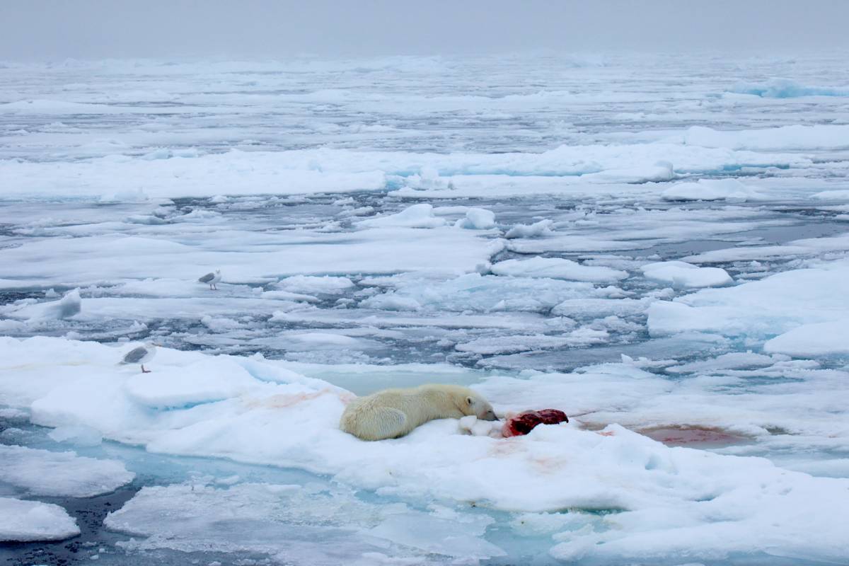 Polar bear eating seal
