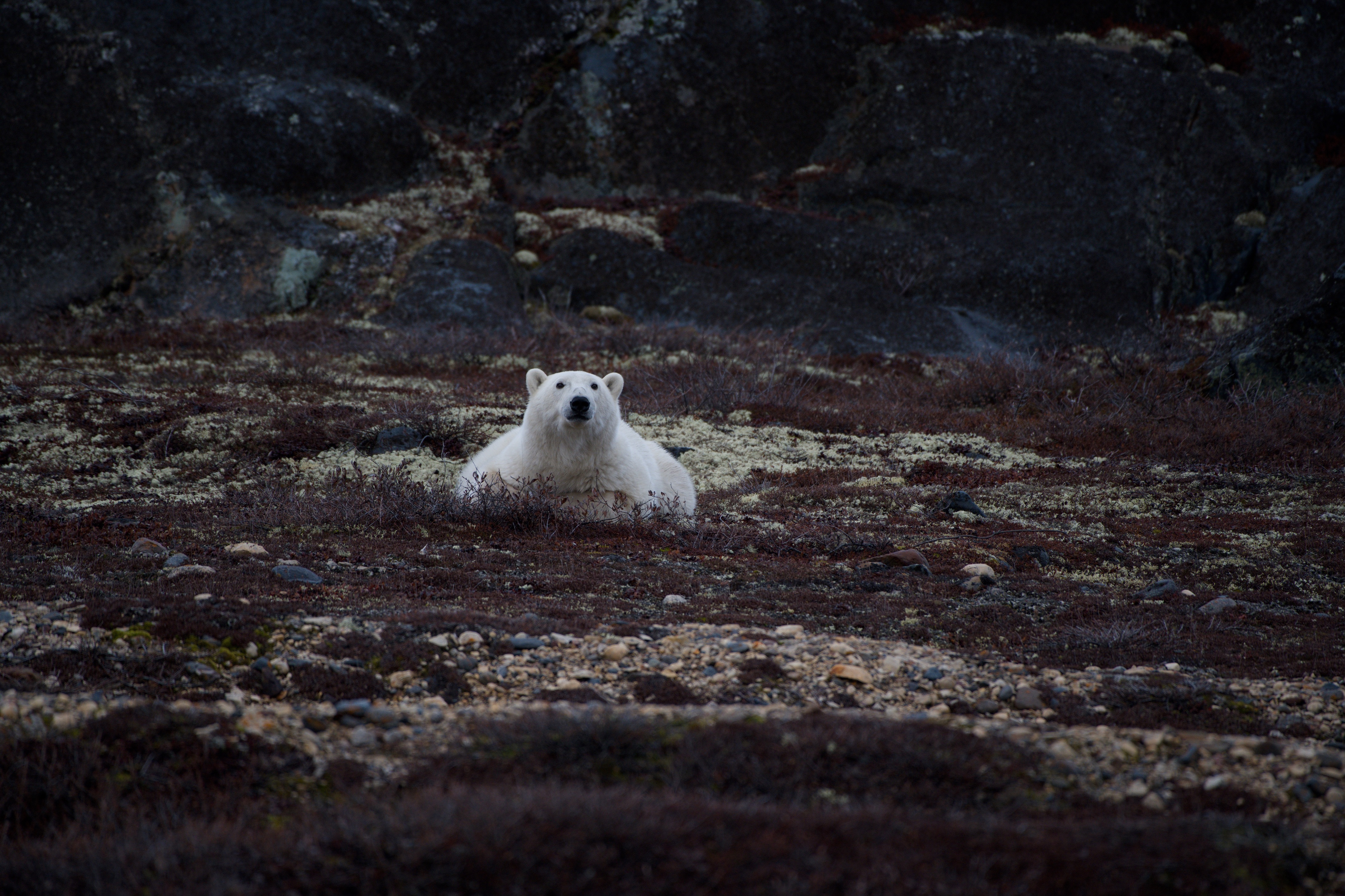A polar bear waiting on land without snow