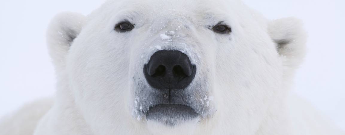 Close-up face of polar bear image