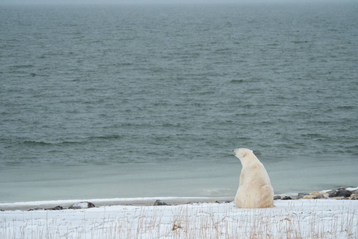 A polar bear sits on the shoreline waiting for the sea ice to return