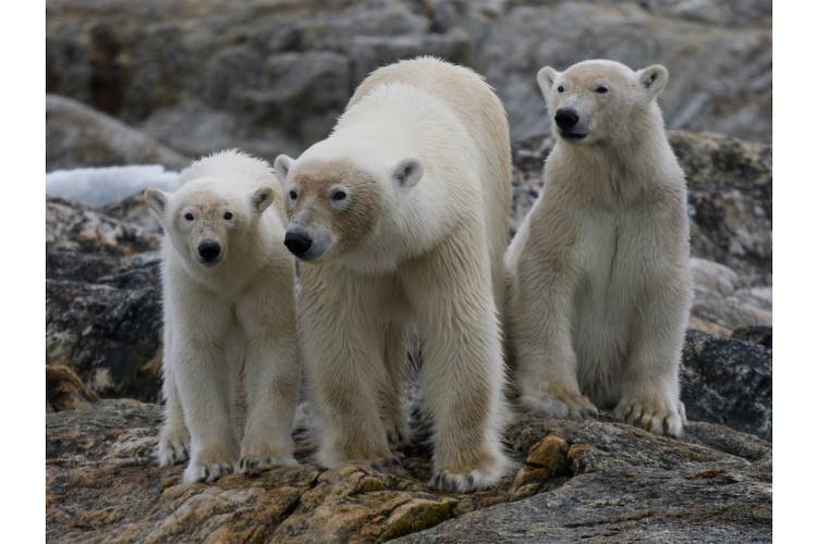 A mother polar bear and her two cubs wait on the rocks near the sea