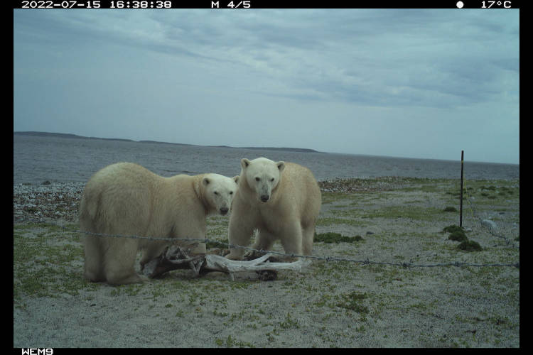 Polar Bear Dens Are Hard for Humans to See, but Drone-Mounted Radar Can  Help