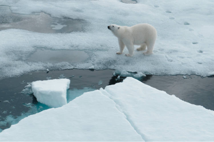 Overhead view of polar bear standing on the edge of the sea ice