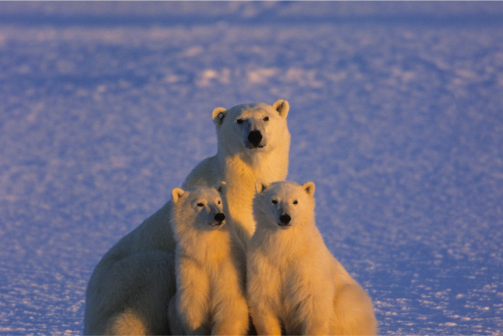 Mother bear and her cubs looking forward