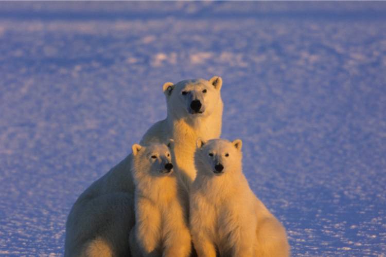 Mother bear and her cubs looking forward