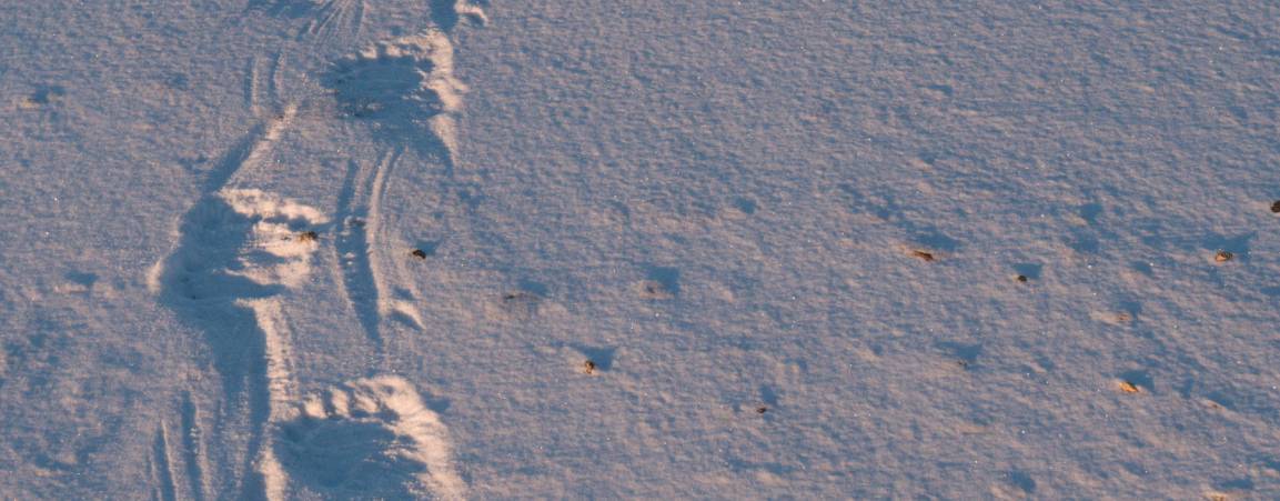 Polar Bear Footprints in the Snow