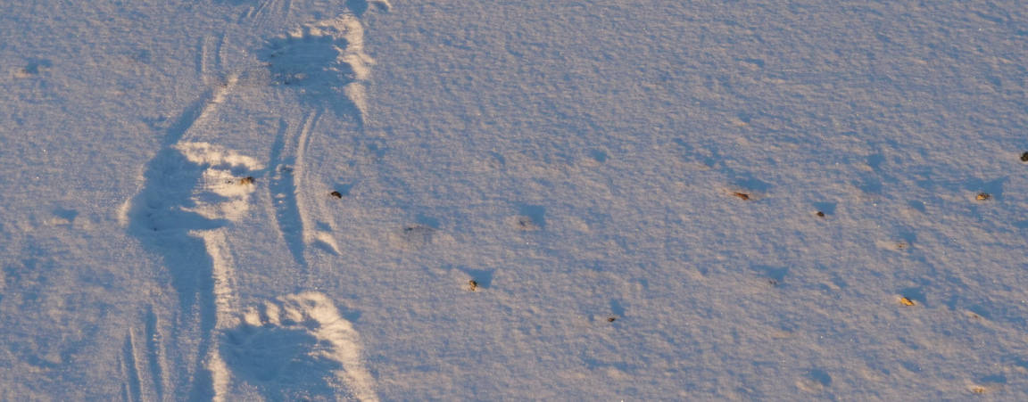 Polar Bear Footprints in the Snow