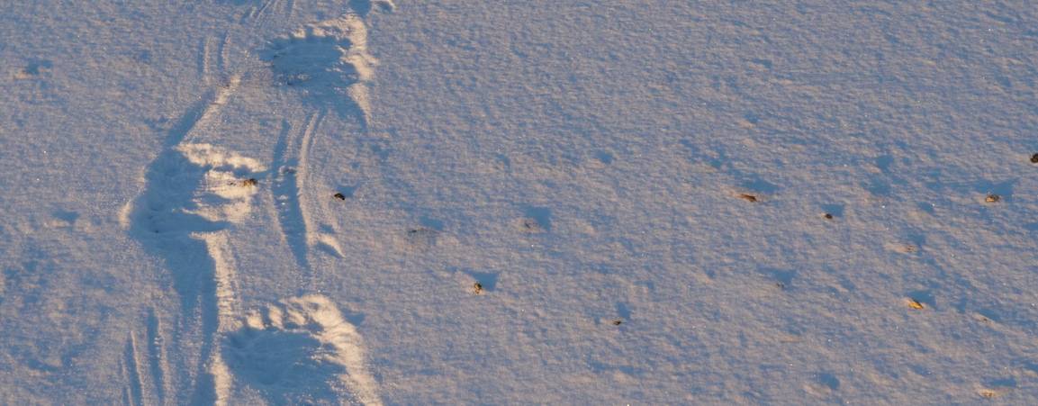 Polar Bear Footprints in the Snow