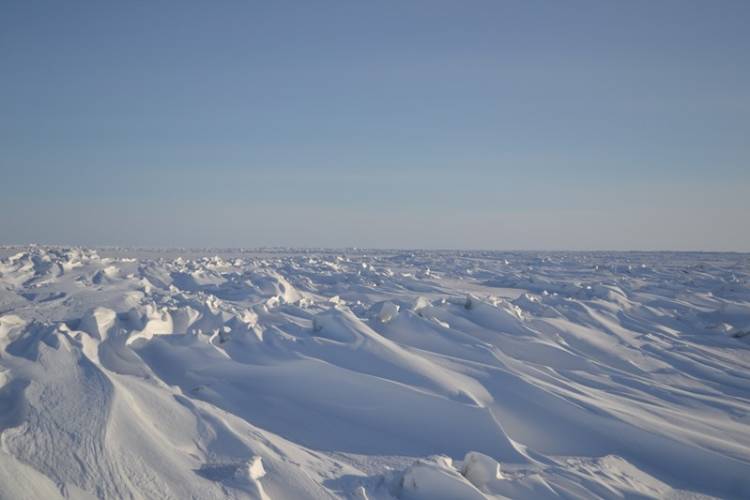 Snow drifts on the sea ice