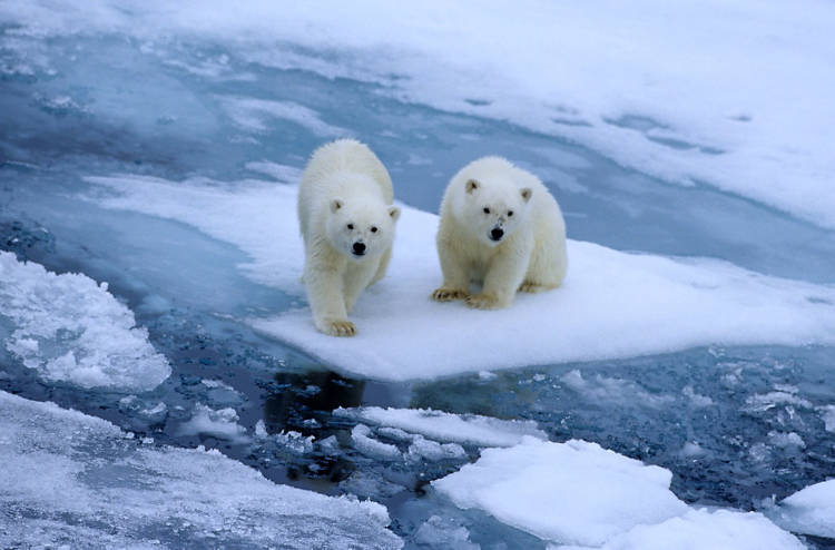 Two polar bear cubs on melting sea ice