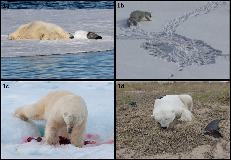 Four images of polar bears hoarding or caching a kill