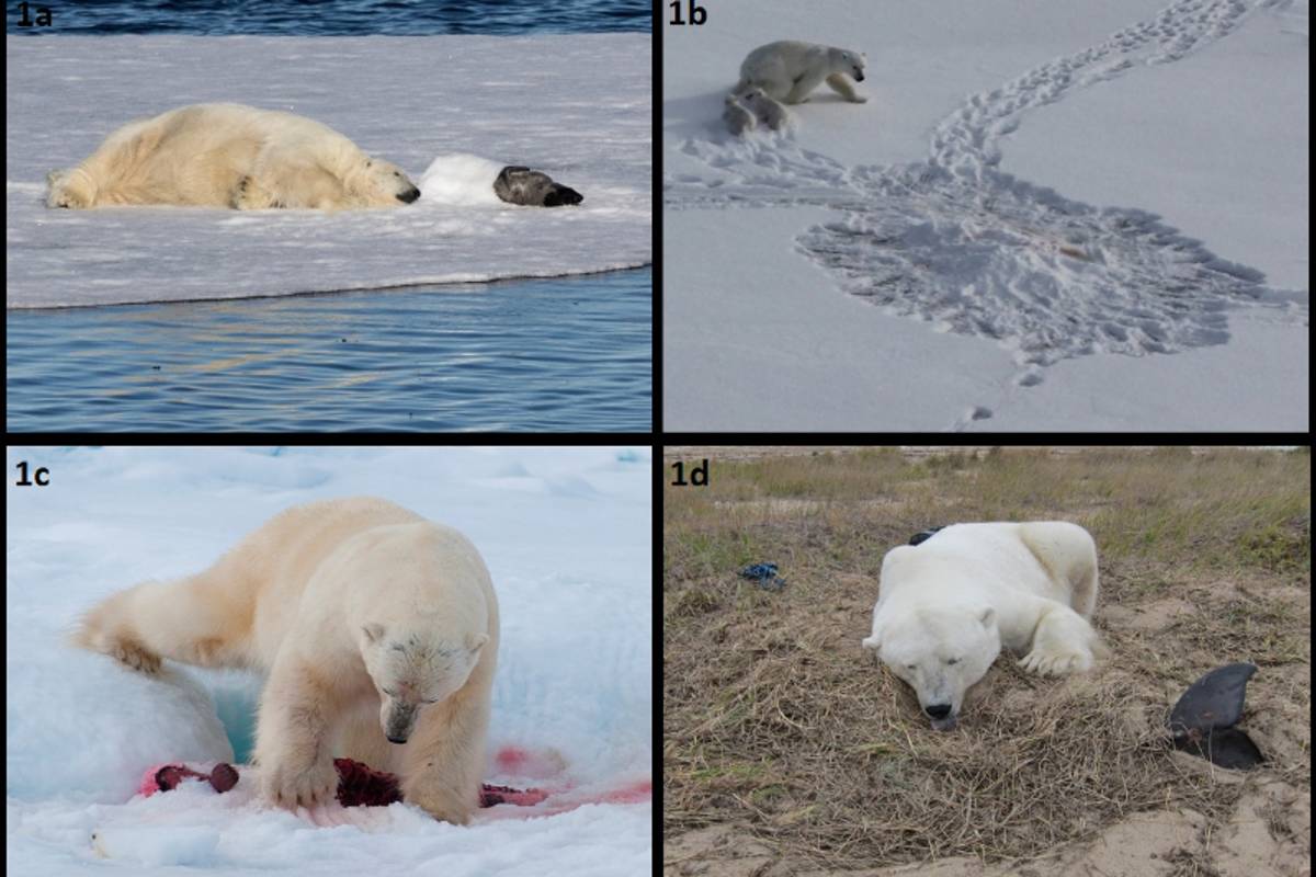 Four images of polar bears hoarding or caching a kill