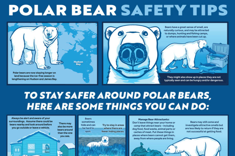 Polar bear safety poster preview
