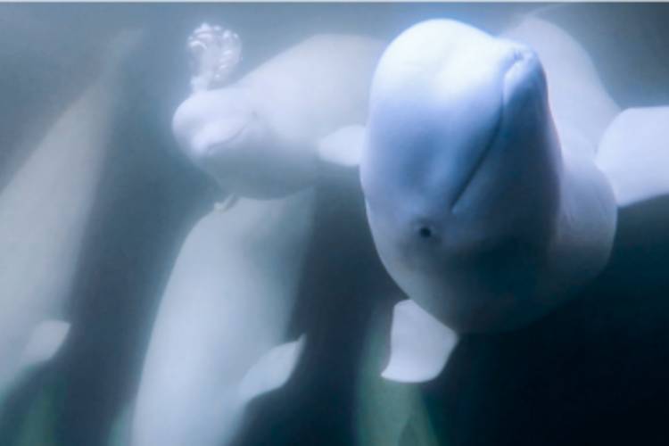Group of belugas underwater with one looking at the camera