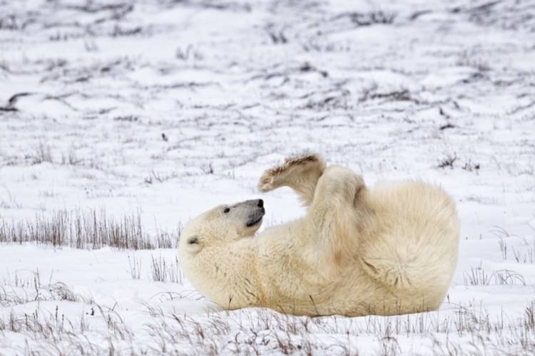 Polar bear laying on back