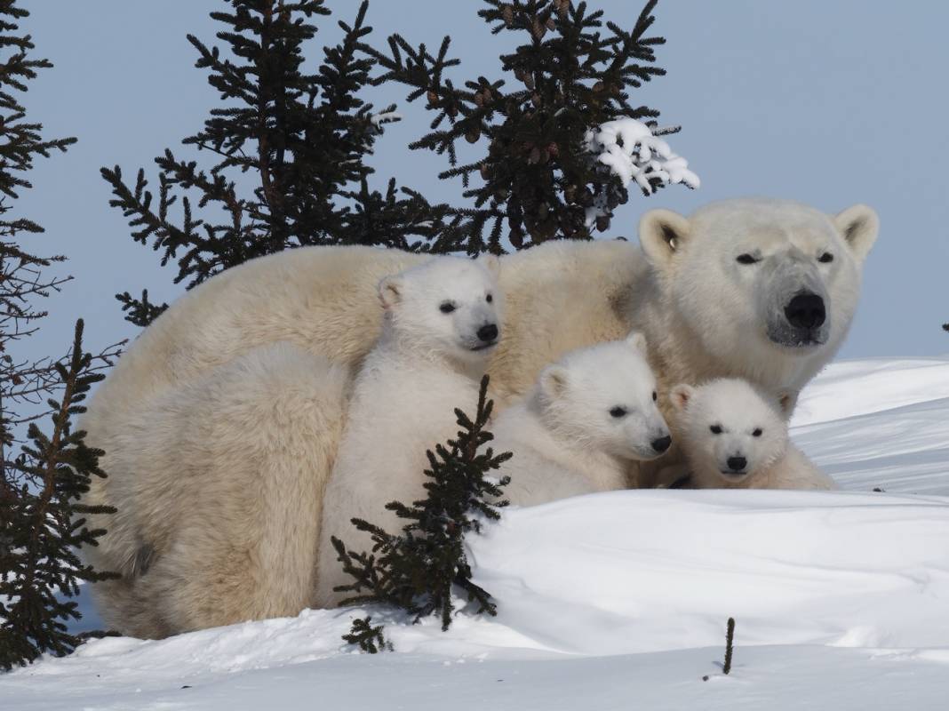 Mother polar bear and her three triplet cubs lay in the protection of the trees