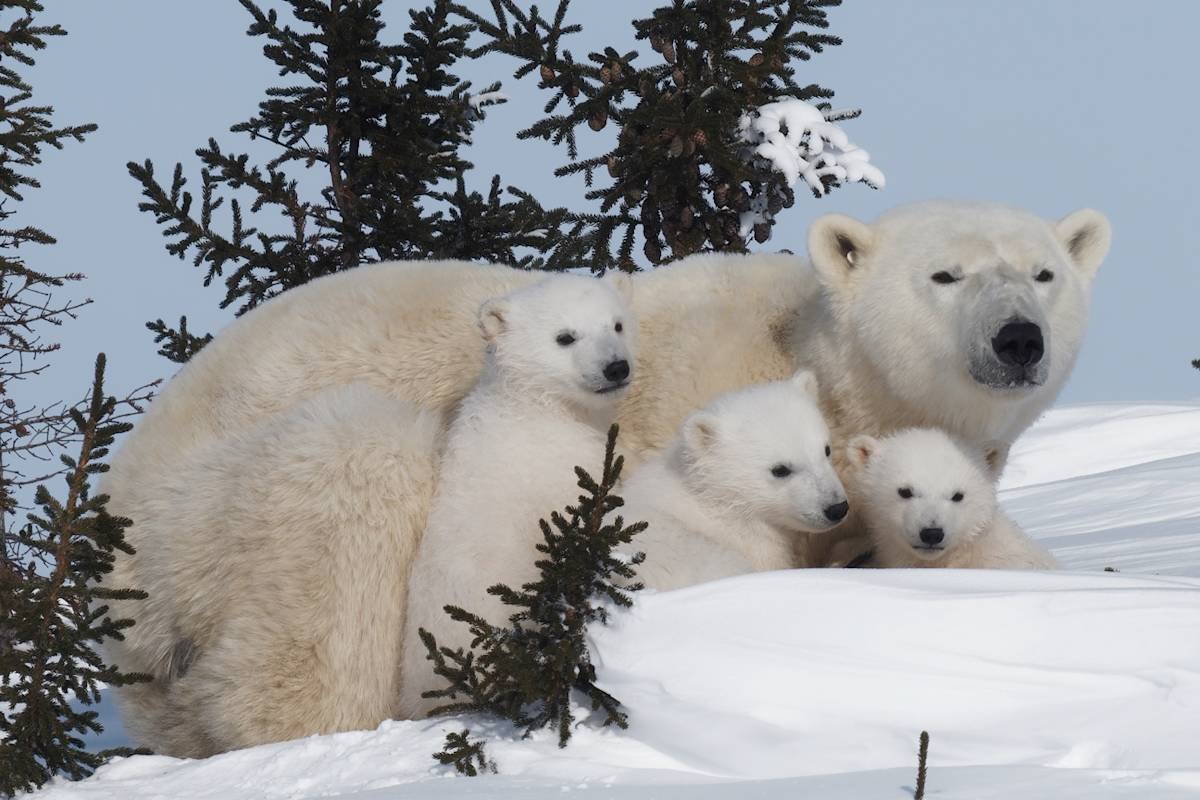 Mother polar bear and her three triplet cubs lay in the protection of the trees