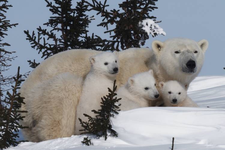 Mother polar bear and her three triplet cubs lay in the protection of the trees