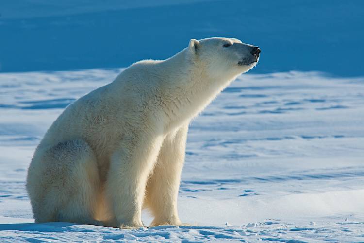 A polar bear lit by the morning sun on a tundra blanketed with snow 