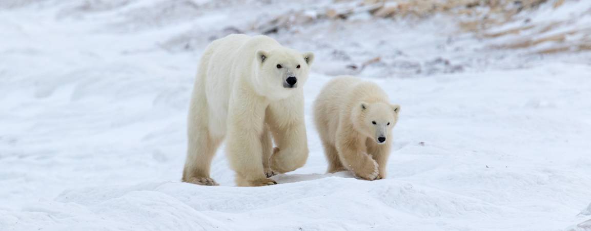 A polar bear mom and her cub walk across the tundra