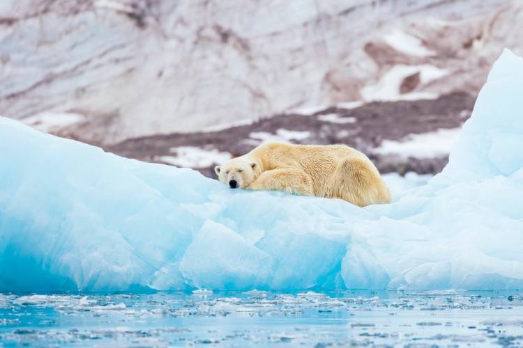 A polar bear sleeps on an ice floe in Svalbard