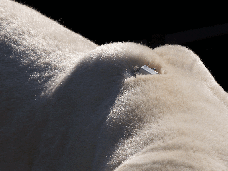 A tracking device crimped into a polar bear's fur