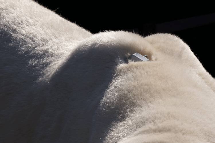 A tracking device crimped into a polar bear's fur