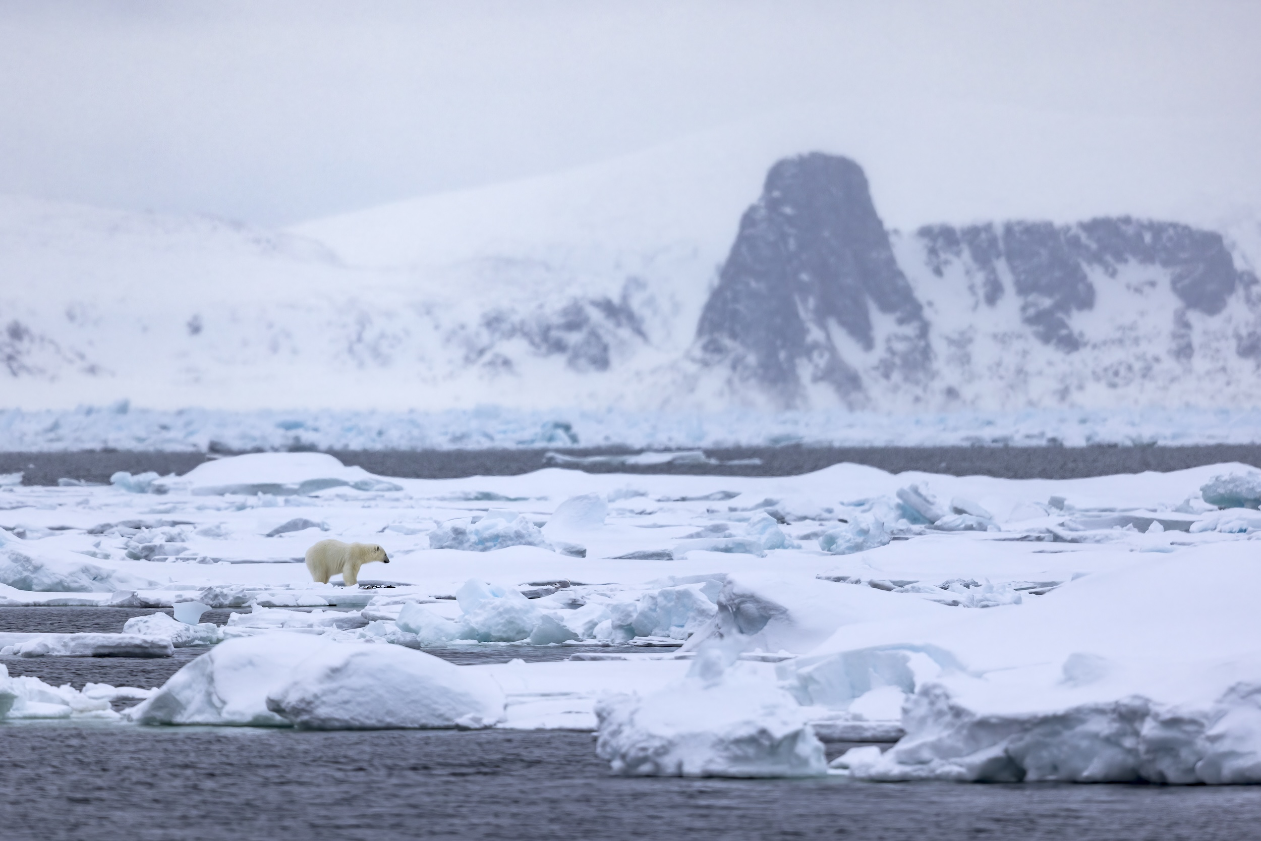 Polar bear with a seal carcass on a sea ice floe in Svalbard
