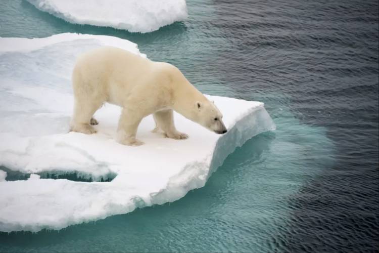 A polar bear on the sea ice edge