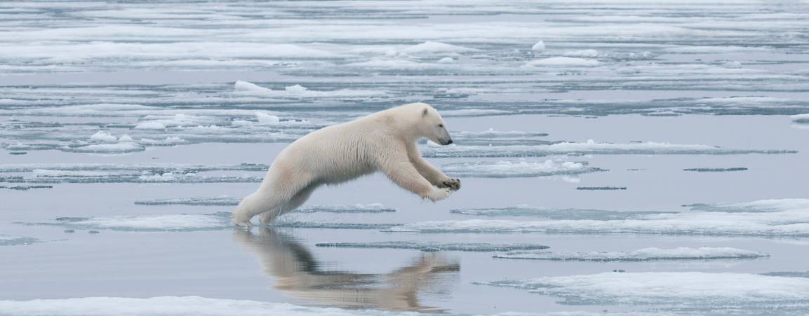 Polar bear running image.