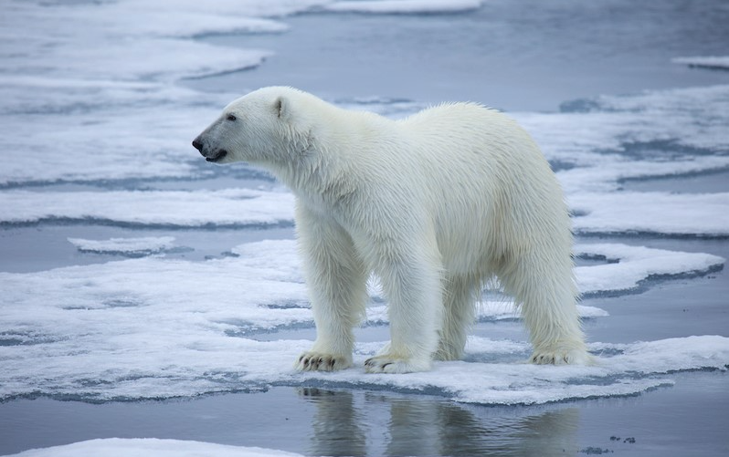 A polar bear on melting sea ice.