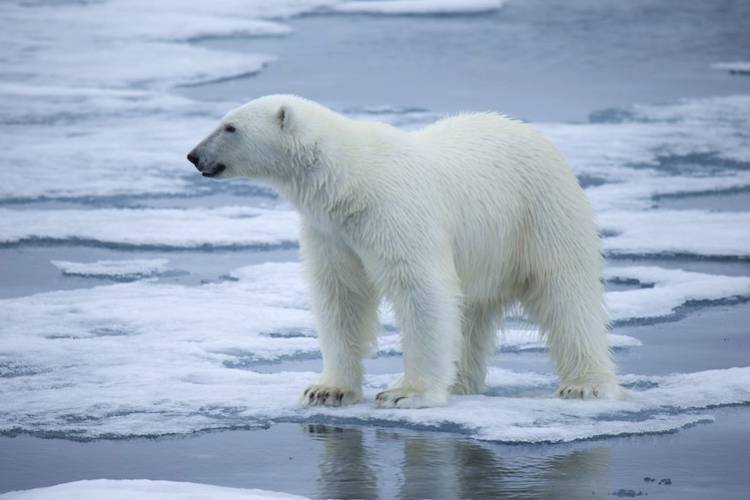 A polar bear on melting sea ice.