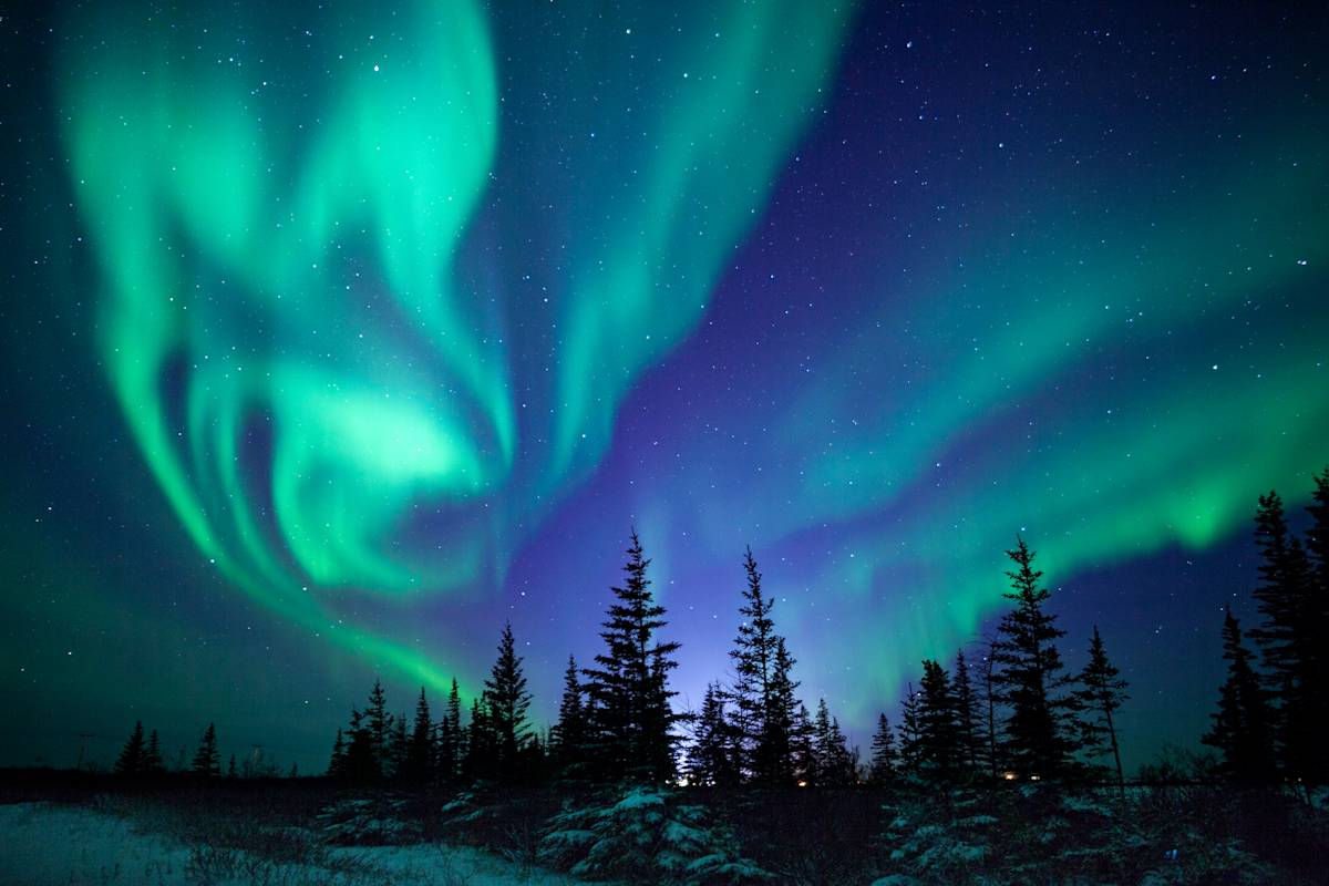 Northern lights shine over a forest landscape