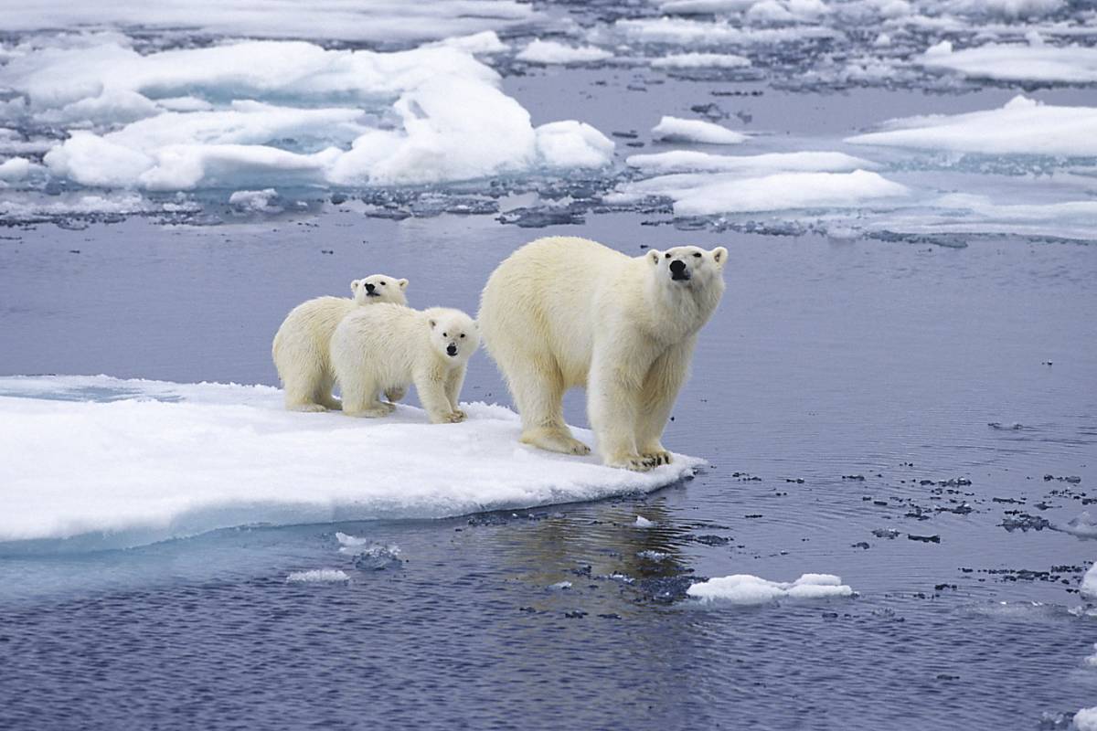A mother polar bear and her two cubs at the edge of an ice floe