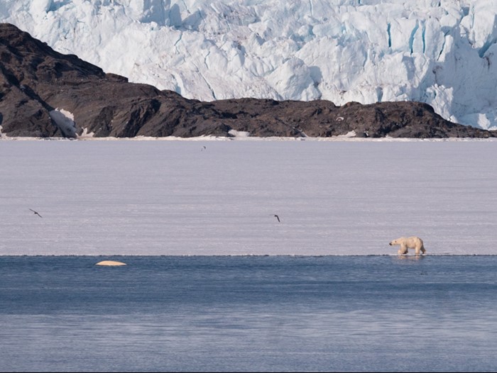 A polar bear walks along the sea ice edge as a beluga whale swims past