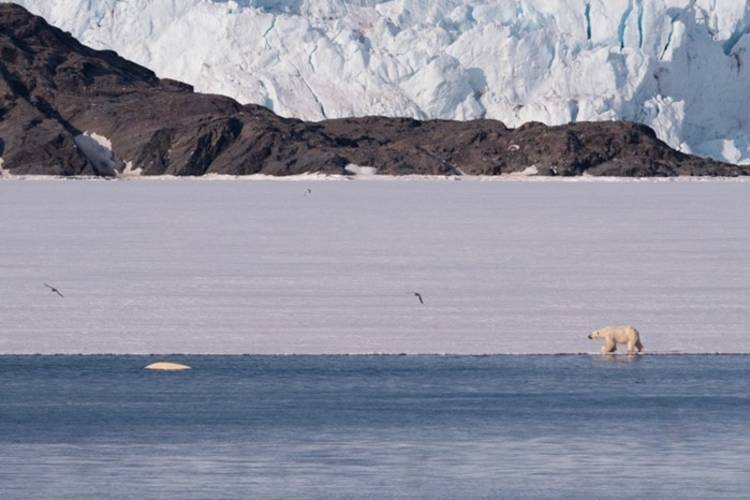 A polar bear walks along the sea ice edge as a beluga whale swims past