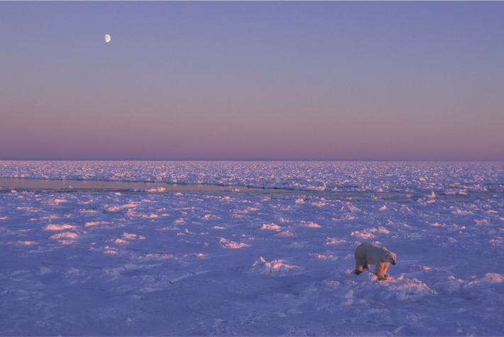 Polar bear walking across ice 