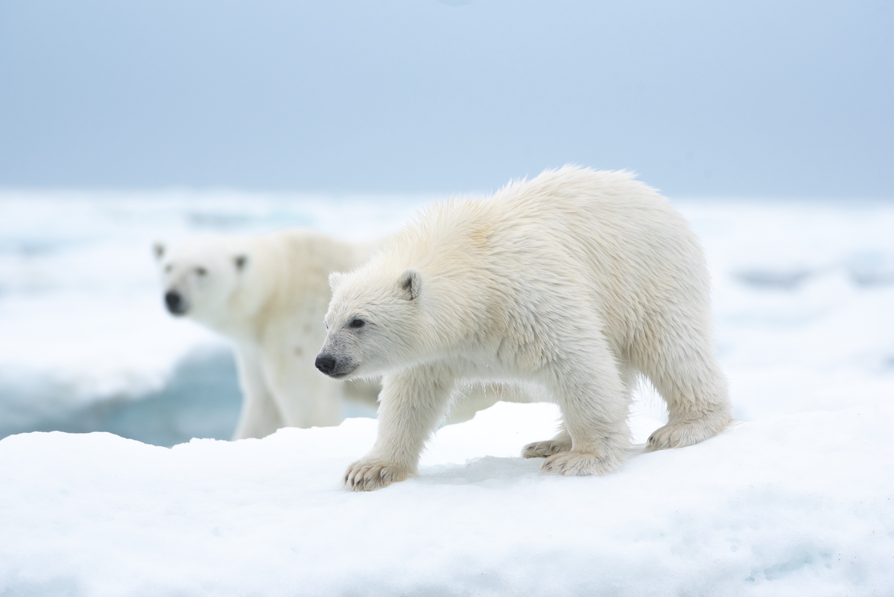 A small polar bear cub walks along the ice edge while mom looks on