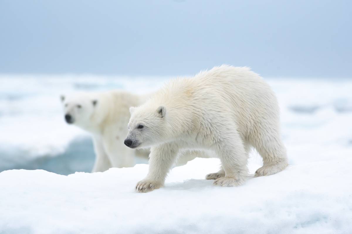 A small polar bear cub walks along the ice edge while mom looks on