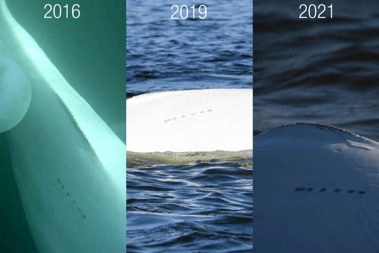 Photos captured by citizen scientists from live beluga cams as part of the Beluga Bits project