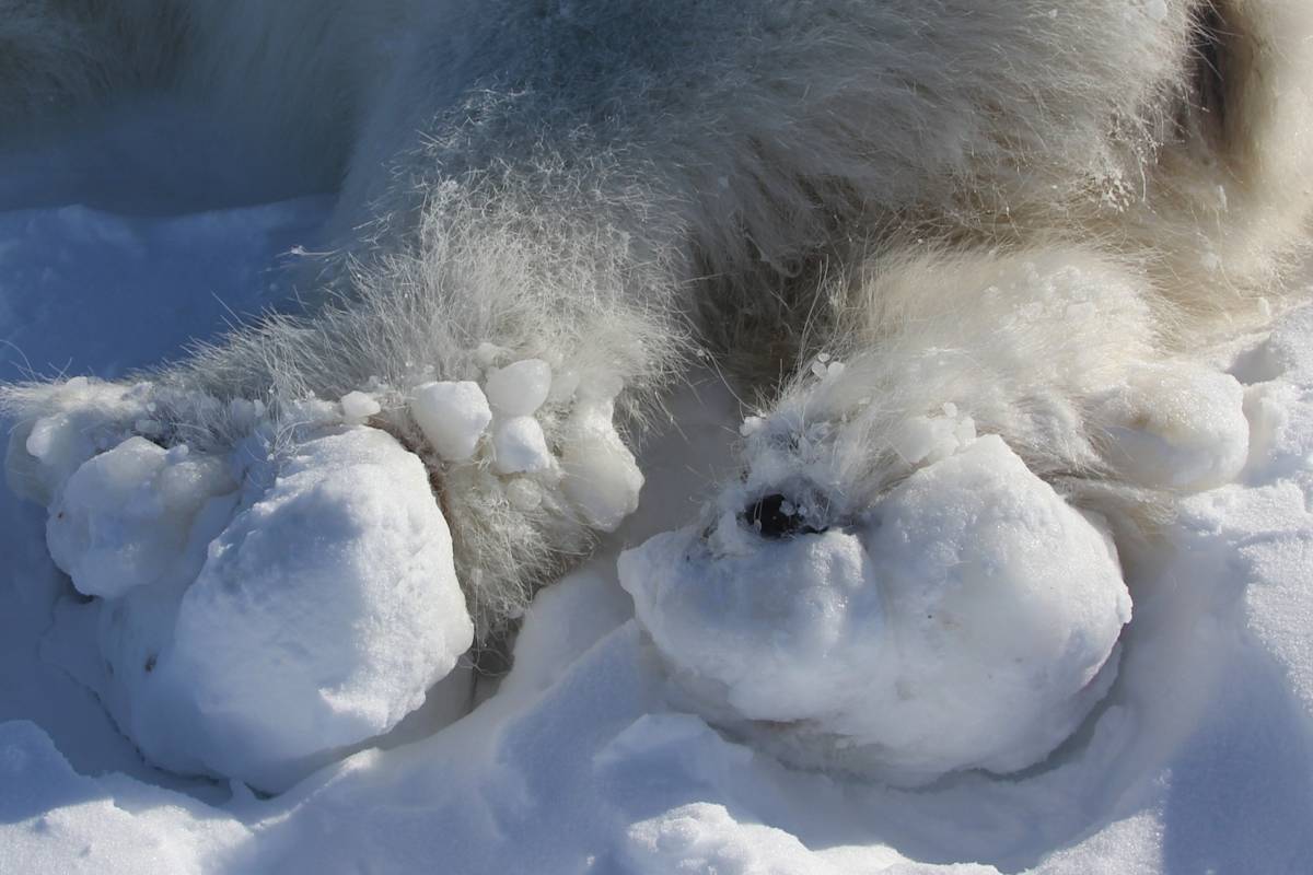 Ice buildup on polar bear paw