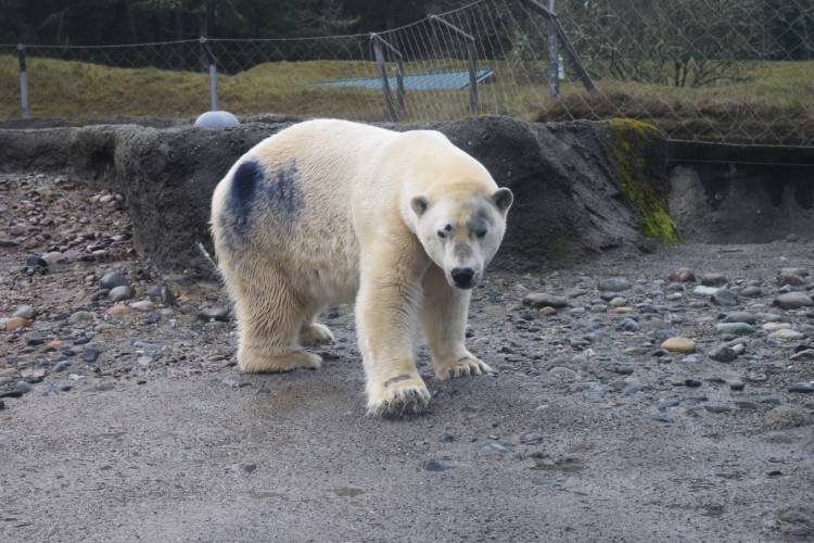 Polar bear at the zoo with purple spots on its fur