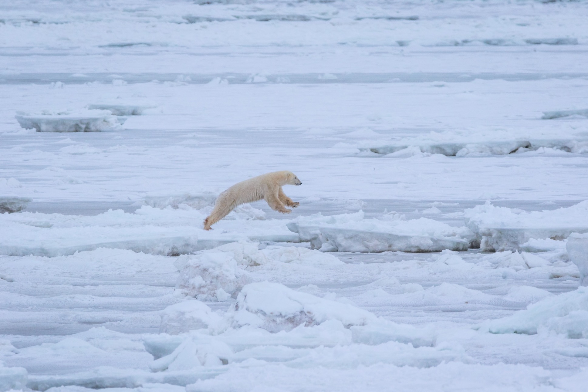 A polar bear jumps between melting ice floes