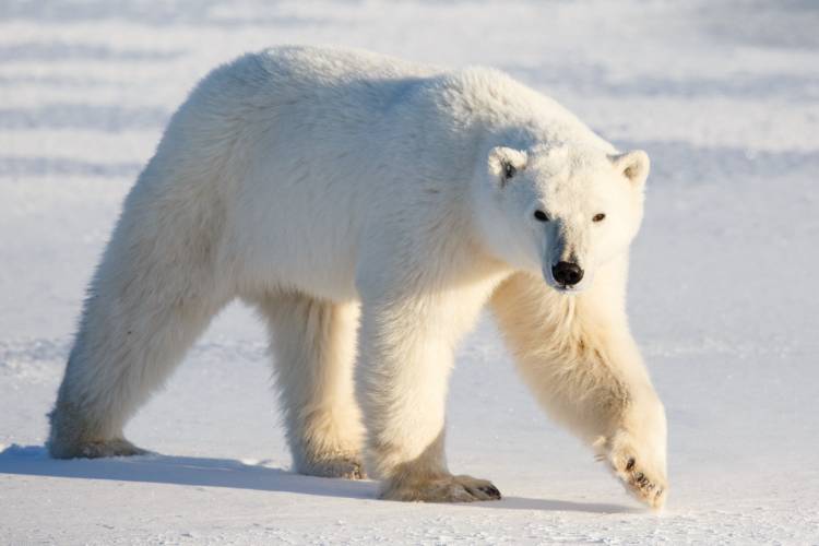 A polar bear walking on the snow