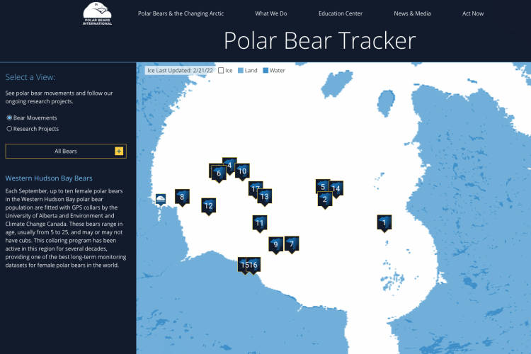 Screenshot of Polar Bear Tracker bear in February 2022
